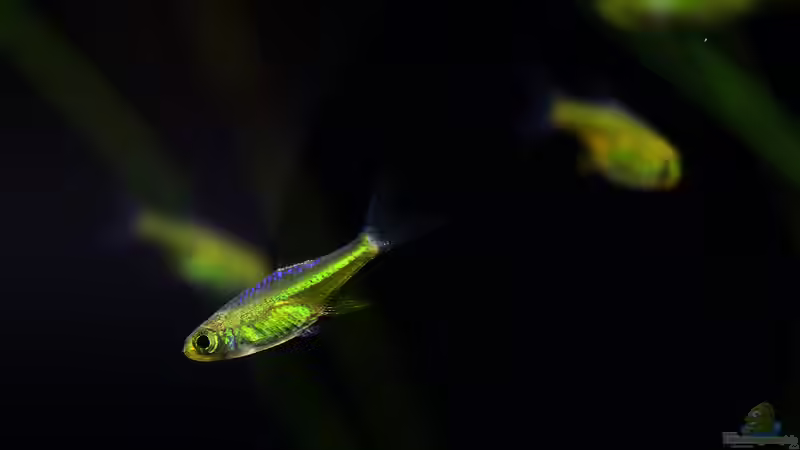 Microdevario kubotai  / Smaragd-Zwergrasbora von Dirk F. (18)