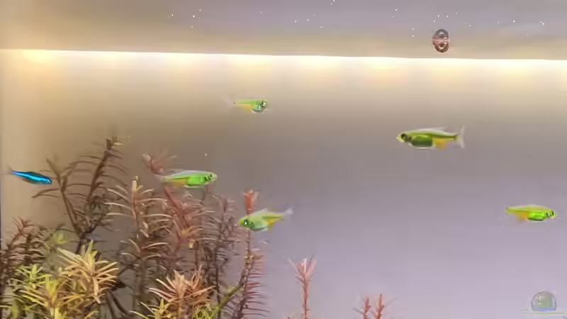 Aquarien mit Microdevario kubotai (Smaragd-Zwergrasbora)