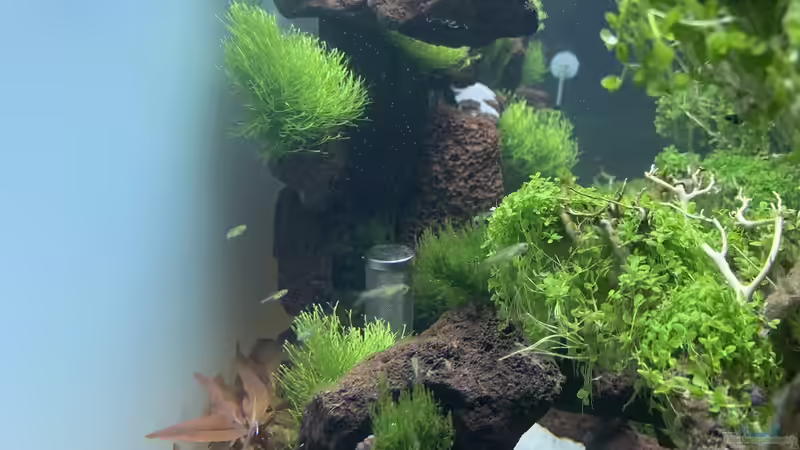 Microdevario kubotai von Matze3110 (21)