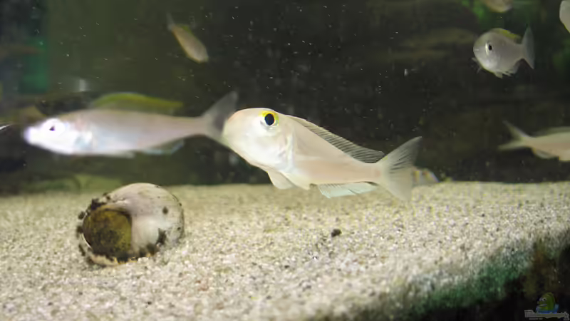 Microgeophagus  ramirezi, Männchen  von Volker Hebestreit (4)