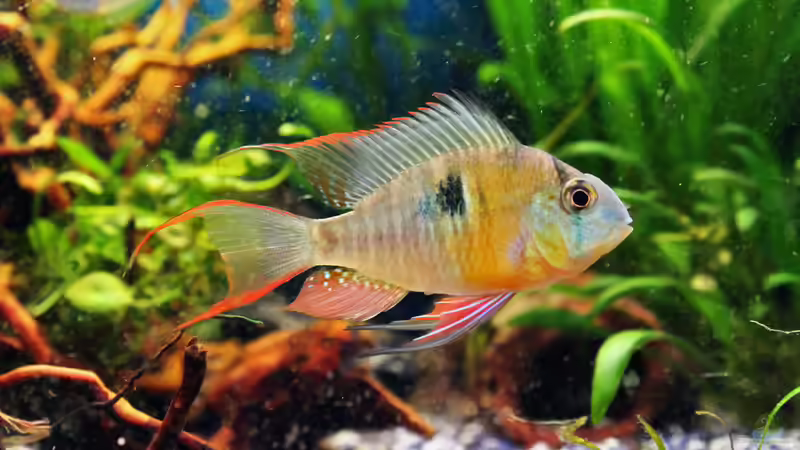 Microgeophagus altispinosa - Der Bock von ZoreS (3)