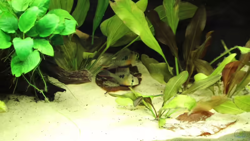 Microgeophagus altispinosa beim ablaichen auf Laubblatt von Fäbi_CH (31)