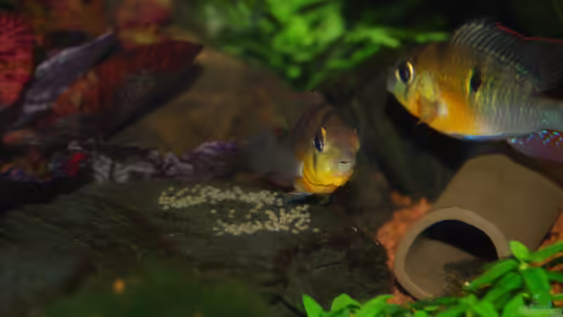 Microgeophagus Altispinosa beim Laich von Holsch805 (37)