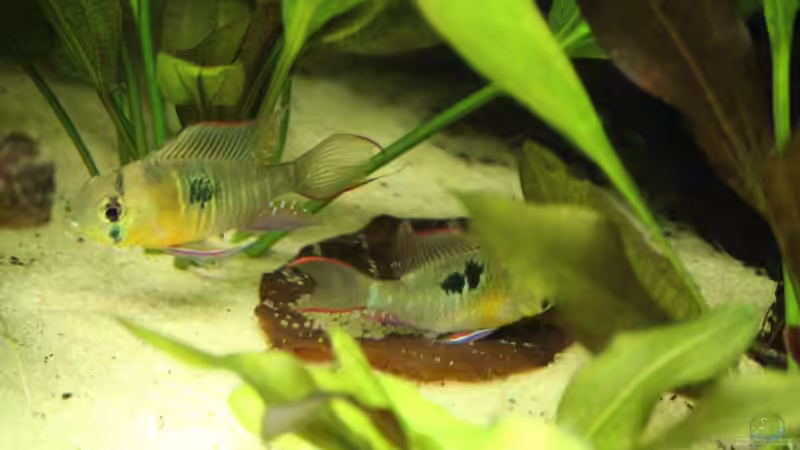 Microgeophagus altispinosa beim laichen von Fäbi_CH (30)