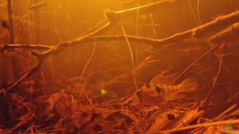 Microgeophagus altispinosa von Rainooo (58)