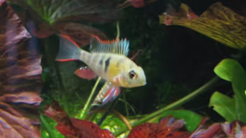 Microgeophagus altispinosus von Sebastian Seiler (13)