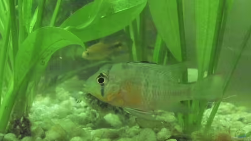 Microgeophagus altospinosa Männchen von Patrick Scheffer (24)