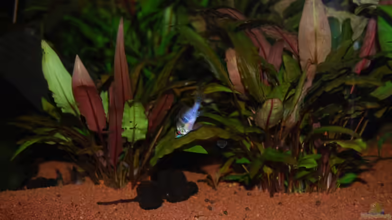Microgeophagus Ramirezi - 2.Tag nach dem Einzug von Holsch805 (25)