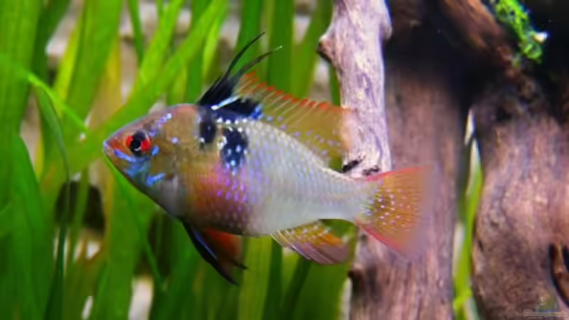 Microgeophagus ramirezi - Schmetterlingsbuntbarsch  von Sambia (60)