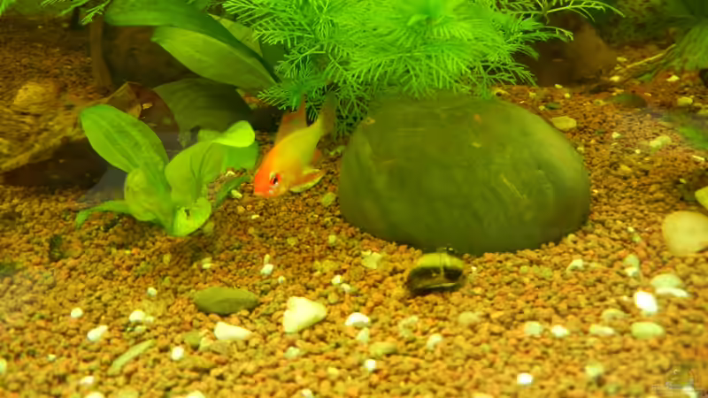 Microgeophagus ramirezi & Geweihschnecke von Life (37)