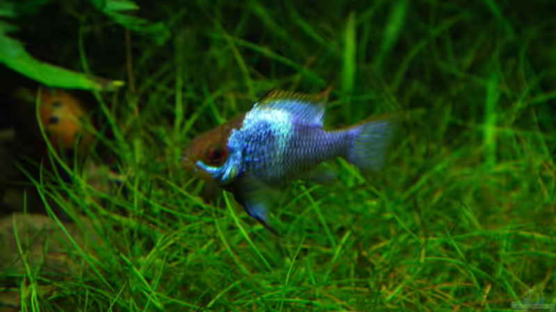 Mikrogeophagus ramirezi im Aquarium halten (Einrichtungsbeispiele für Südamerikanische Schmetterlingsbuntbarsche)