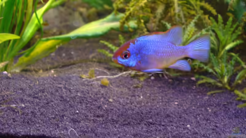 Microgeophagus ramirezi Foto vom: 10.03.13 von Christian Heitmann (12)