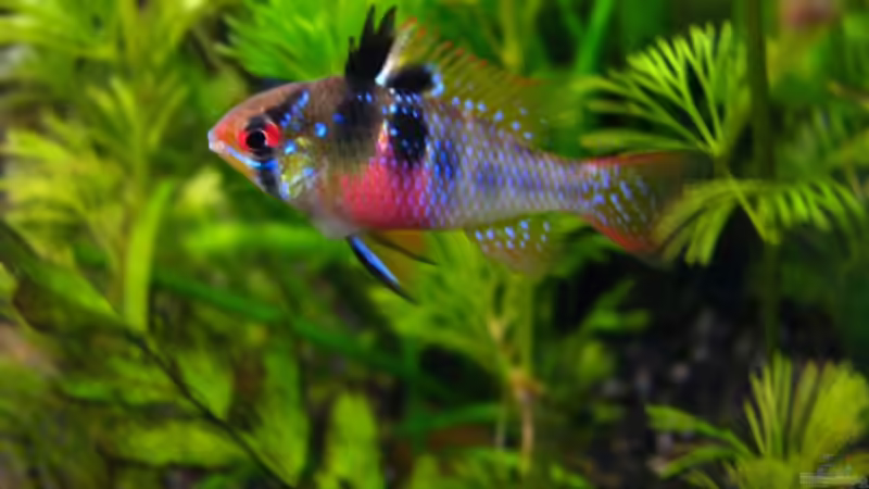 Microgeophagus ramirezi (Schmetterlingsbuntbarsch) von ZYX82 (12)