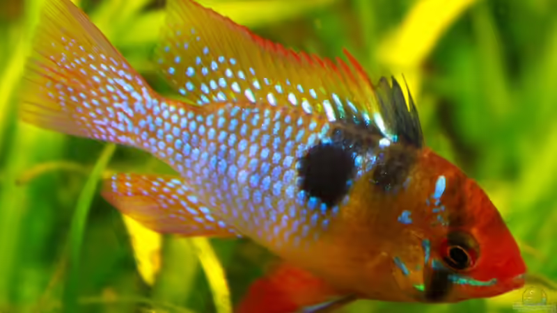 Microgeophagus ramirezi (Südamerikanischer Schmetterlingsbuntbarsch) Männchen 7 von diveman (31)