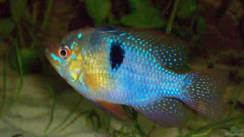 Microgeophagus ramirezi von Alexander Pohl (11)