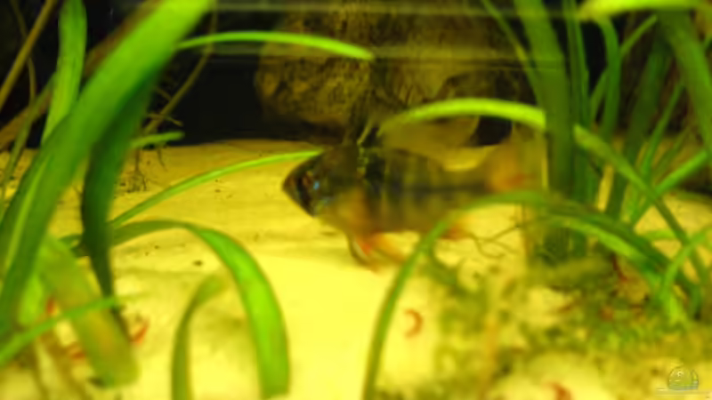 Microgeophagus ramirezi von Alexander Schild (14)