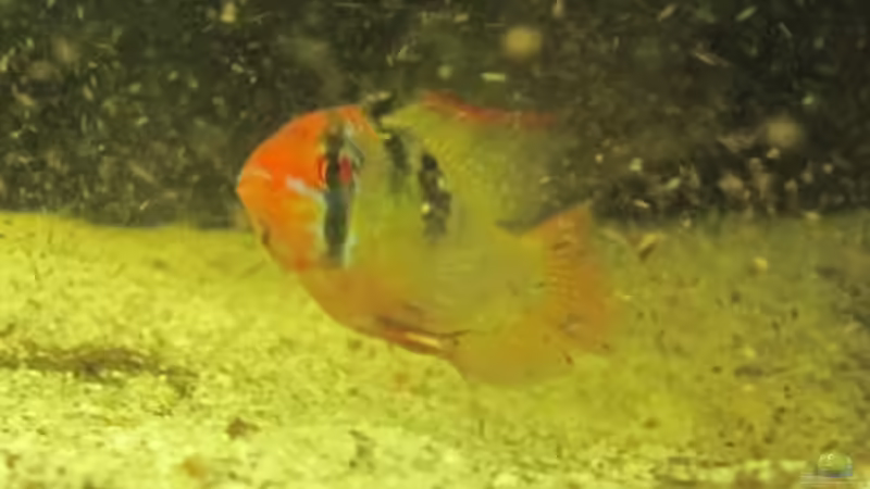 Microgeophagus ramirezi von Barbara Langenberger (16)