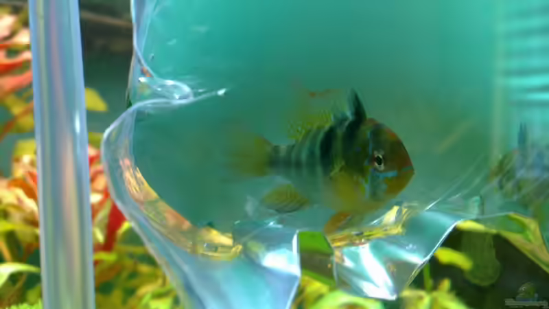 Microgeophagus ramirezi von Johannes Klopf (15)