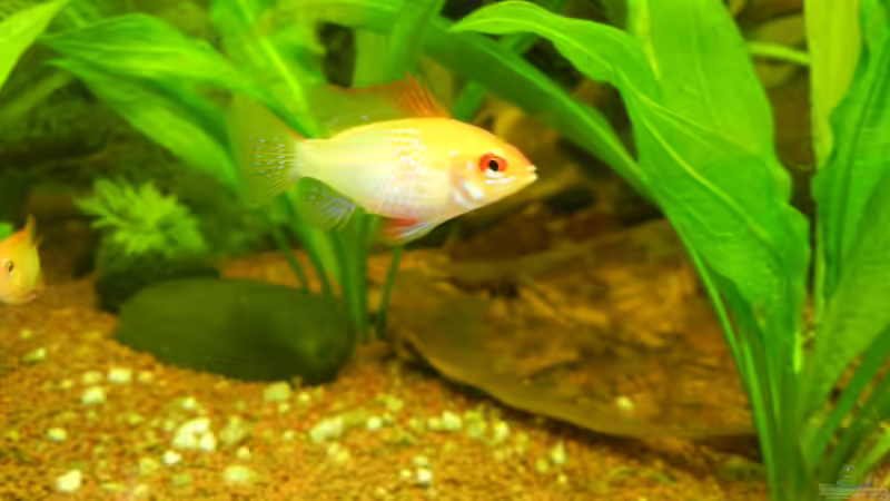 Microgeophagus ramirezi von Life (28)