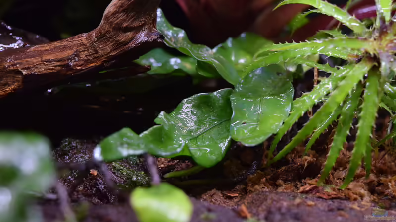 Microgramma nitida von Junglist (18)