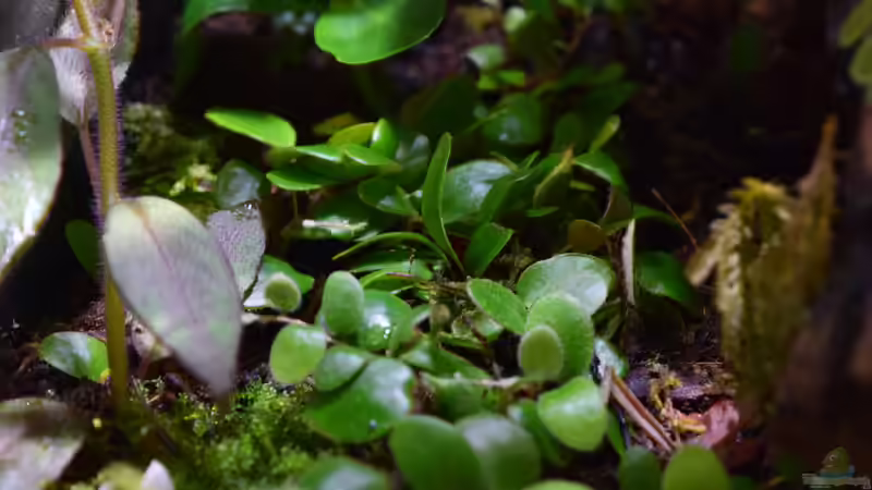 Microgramma reptans von Junglist (23)