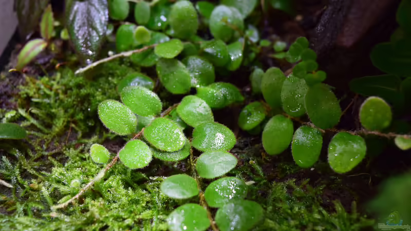 Microgramma reptans von Junglist (31)