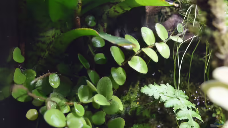 Microgramma reptans von Junglist (38)