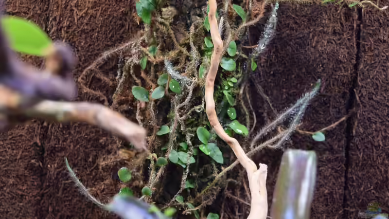 Microgramma reptans von Junglist (43)