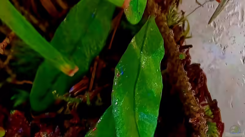 Microgramma vaccinifolium von Junglist (8)