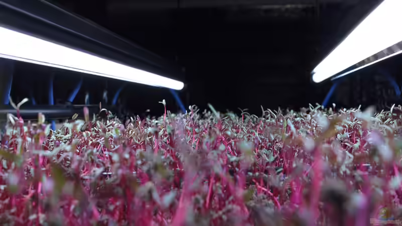 Microgreens: Kleine Pflanzen, großer Geschmack - Der komplette Guide