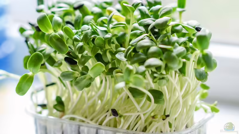 Microgreens: Kleine Pflanzen, großer Geschmack - Der komplette Guide