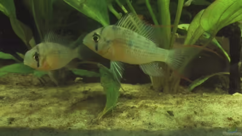 Microgrophagus altospinosa von Patrick Scheffer (25)