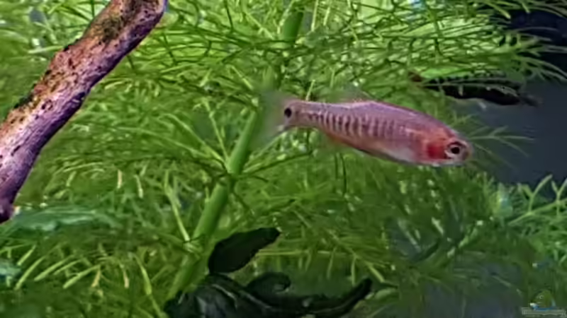 Microrasbora erythromicro von YoshiMaus (22)