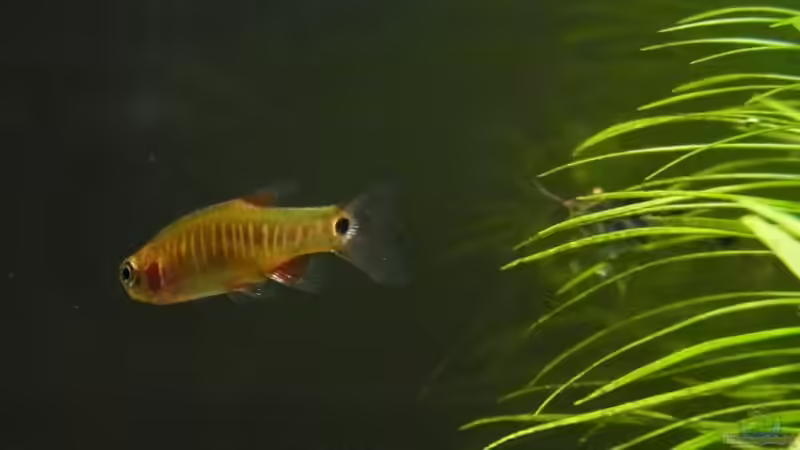 Microrasbora erythromicron von YoshiMaus (31)