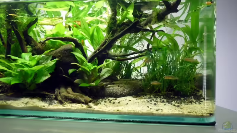 Einrichtungsbeispiele für Boraras micros (Microrasbora)