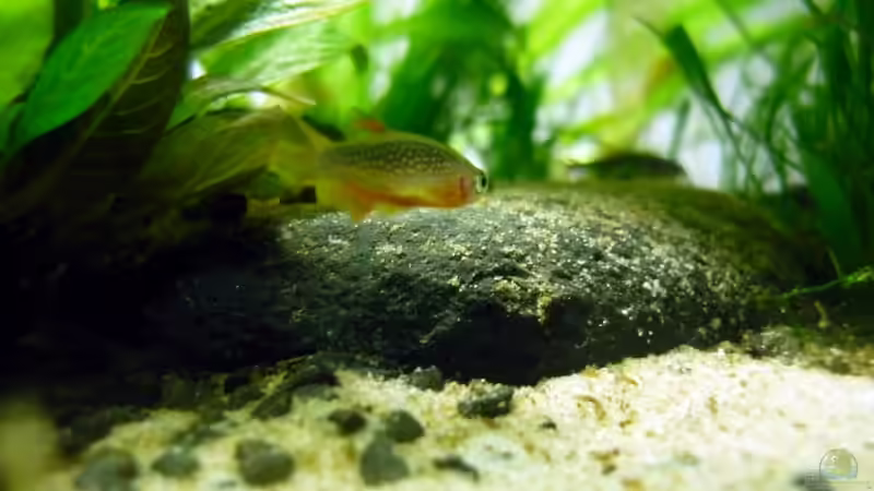 Einrichtungsbeispiele für Boraras micros (Microrasbora)