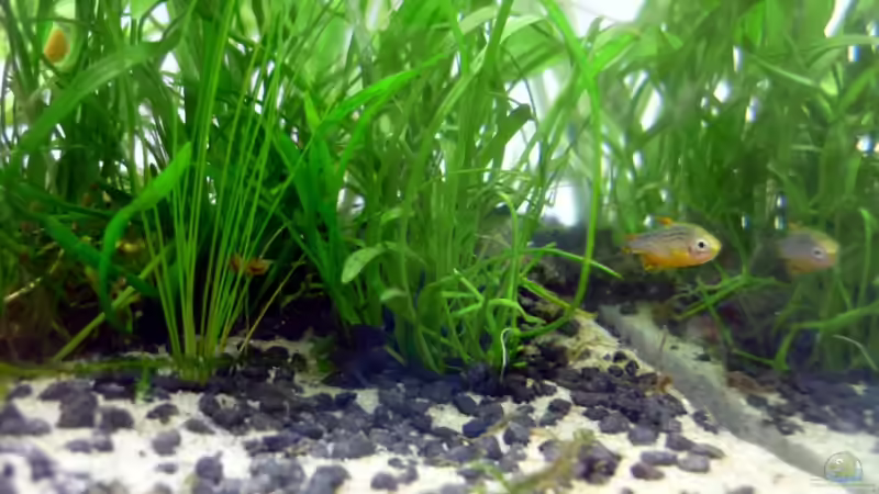 Einrichtungsbeispiele für Boraras micros (Microrasbora)