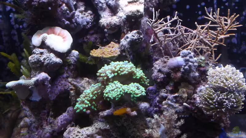 Microriff von Guppy62 (1)