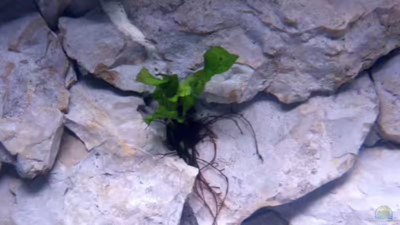 Microsorium pteropus   - Javafarn von Aquamichel (8)