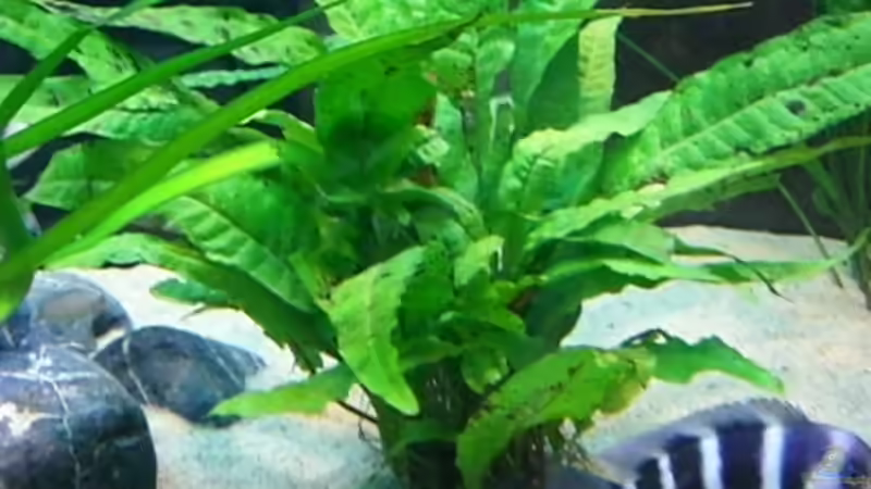 Microsorium pteropus   Javafarn von Hermann Süss (9)