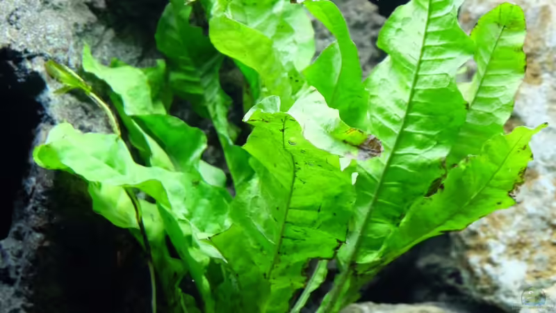 Microsorium pteropus - Javafarn XL von Harald Götz (13)