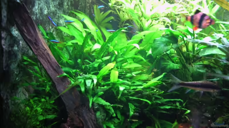 Microsorium pteropus+ Mangrovenwurzel + Anubias Nana(rechts) + Hintergrund:  Echinodorus von Holger Freiwald (9)