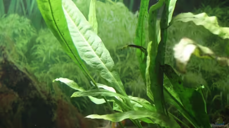 Microsorium pteropus, Mooskugeln von Thomas Rengier (10)