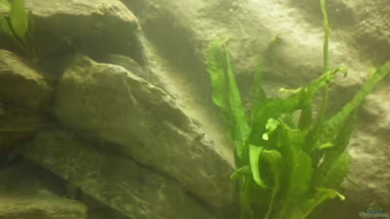 Microsorium pteropus  von Julien Preuß (23)