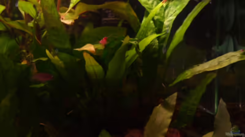 Microsorium pteropus auf Stein von Ray1975 (12)