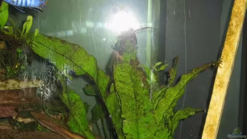 Microsorium pteropus ´Javafarn´ von Dennis Eick (4)