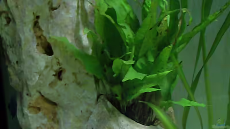 Microsorium pteropus-Javafarn von Mats (23)