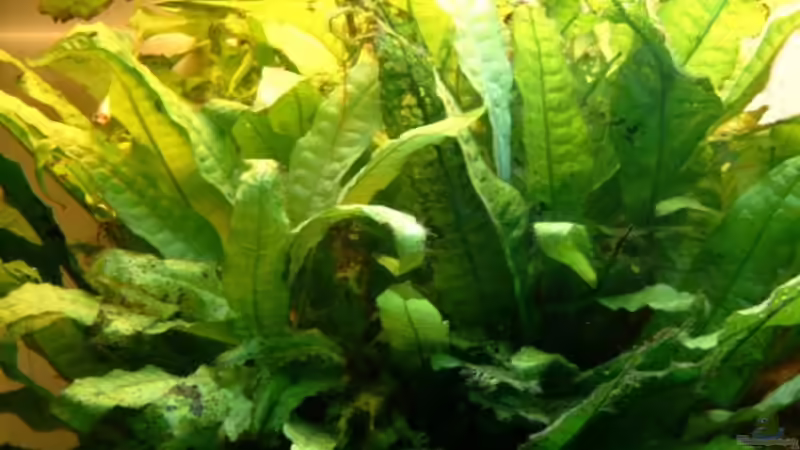 Microsorium pteropus von Helgo Jacob (7)