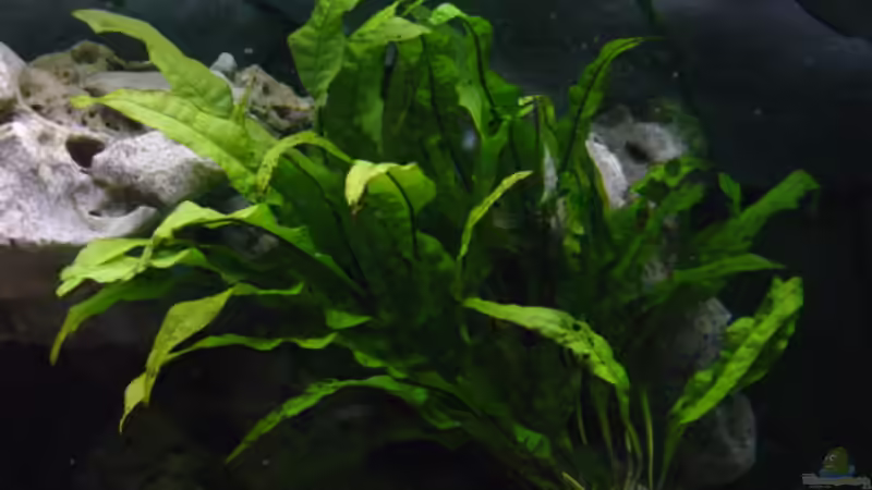 Microsorium pteropus von Limited (7)