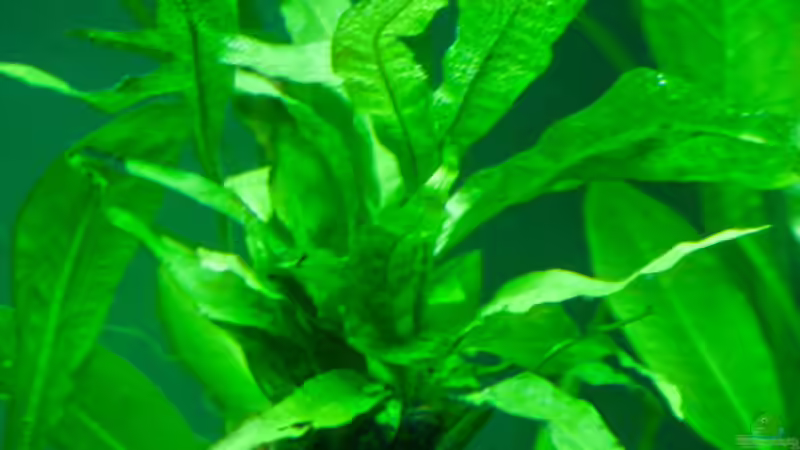 Microsorium pteropus von Phil Cave (10)